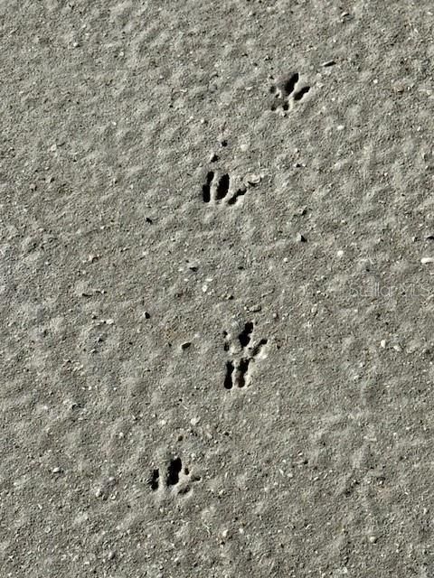 For Sale: $499,000 (3 beds, 3 baths, 1512 Square Feet)