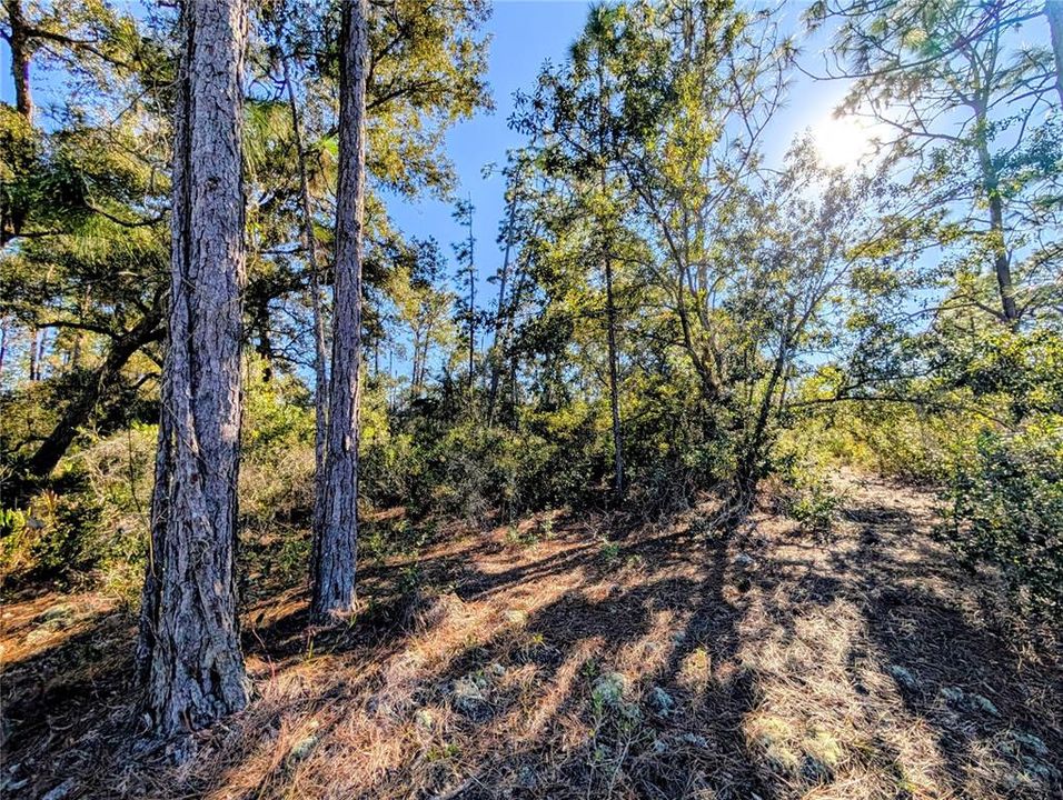 En Venta: $17,000 (0.50 acres)