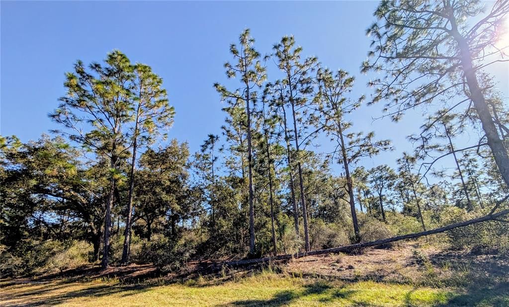 En Venta: $17,000 (0.50 acres)