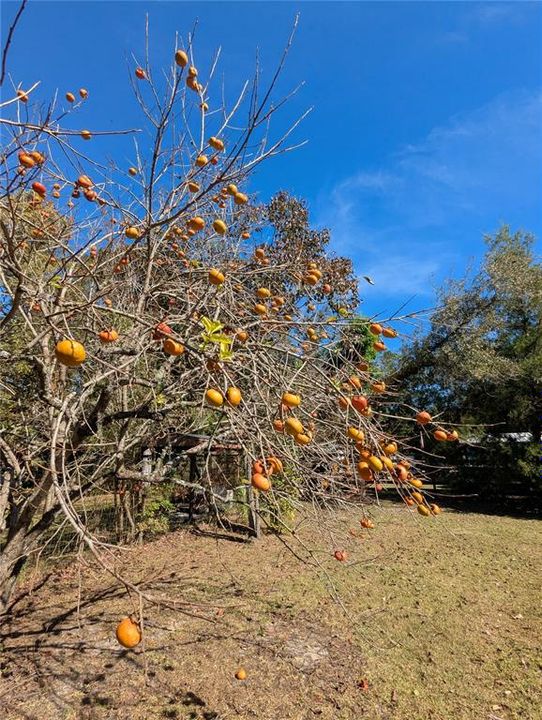 На продажу: $59,900 (3 спален, 2 ванн, 896 Квадратных фут)