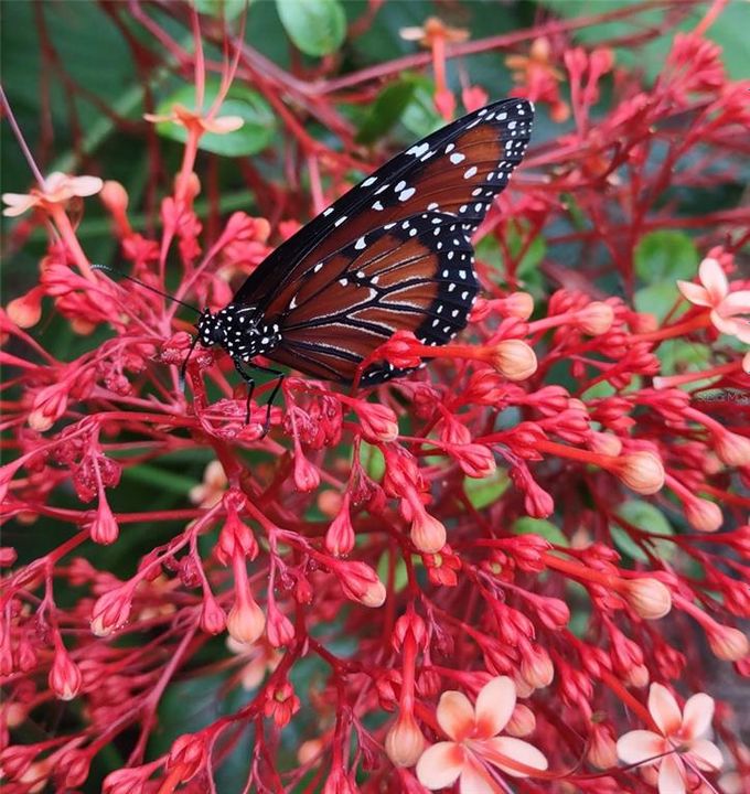 待售: $365,000 (2 贝兹, 2 浴室, 1678 平方英尺)