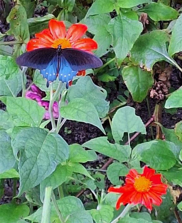 待售: $365,000 (2 贝兹, 2 浴室, 1678 平方英尺)