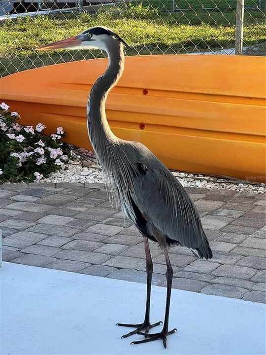 На продажу: $1,175,000 (4 спален, 3 ванн, 2269 Квадратных фут)