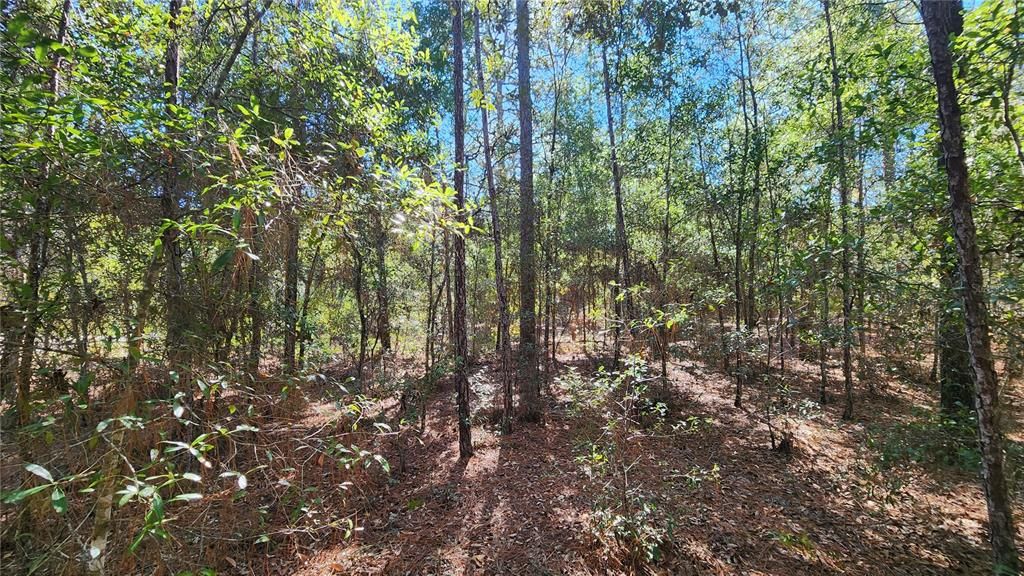 For Sale: $27,000 (0.29 acres)