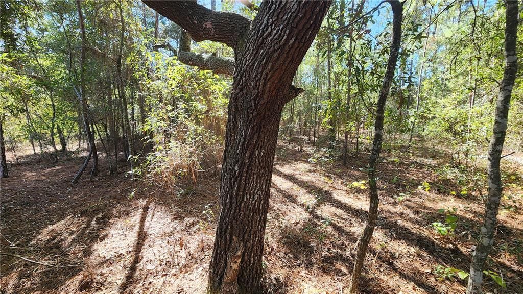 For Sale: $27,000 (0.29 acres)