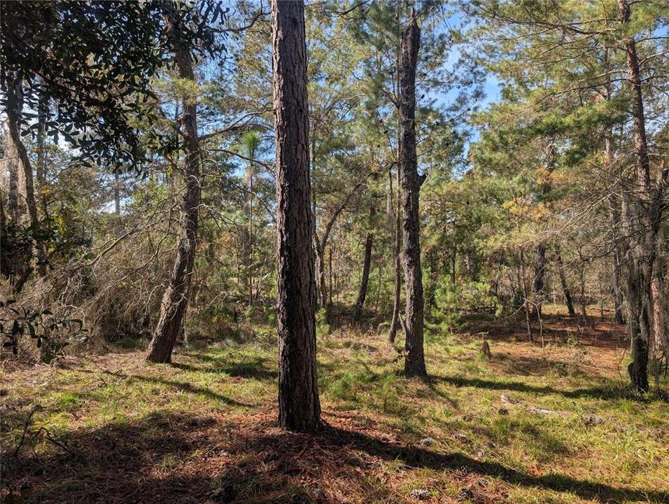 待售: $39,900 (2.60 acres)