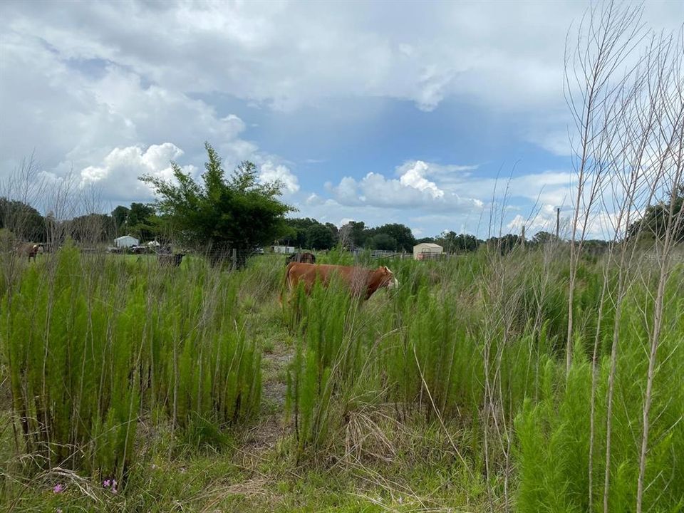 En Venta: $119,900 (5.07 acres)