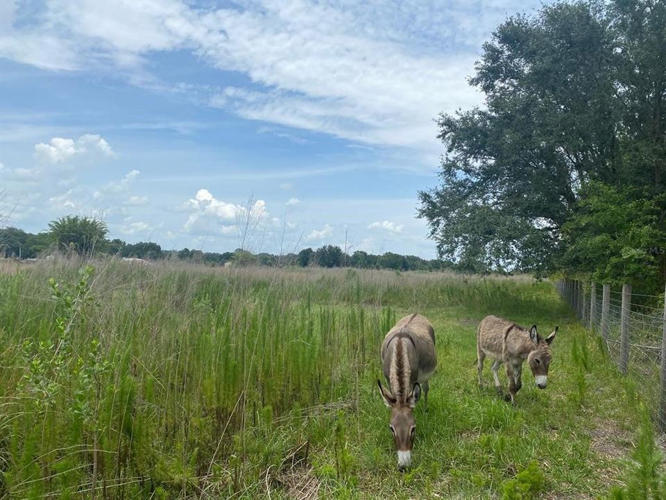 En Venta: $119,900 (5.07 acres)