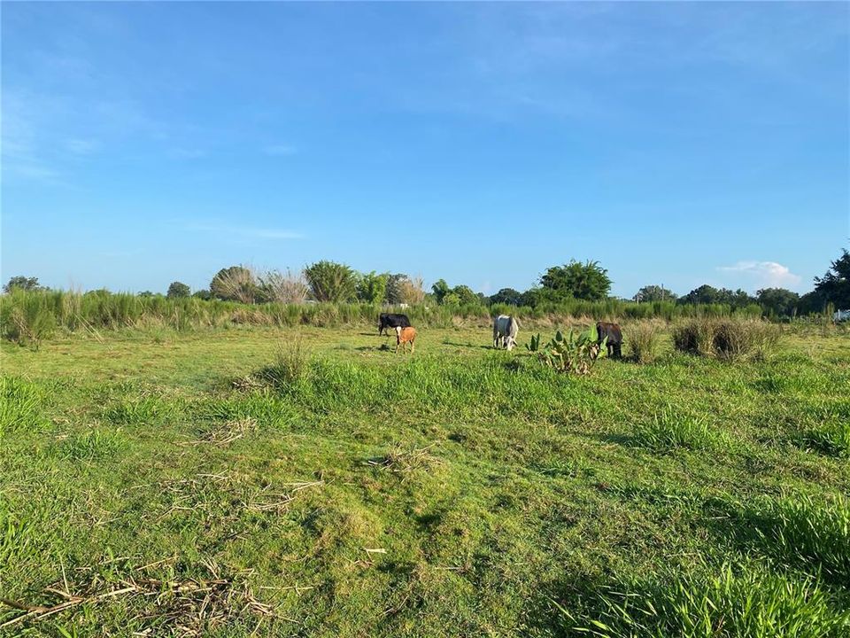 En Venta: $119,900 (5.07 acres)