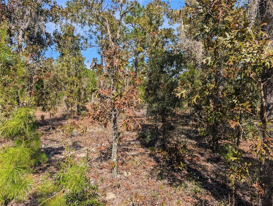 待售: $39,900 (2.35 acres)