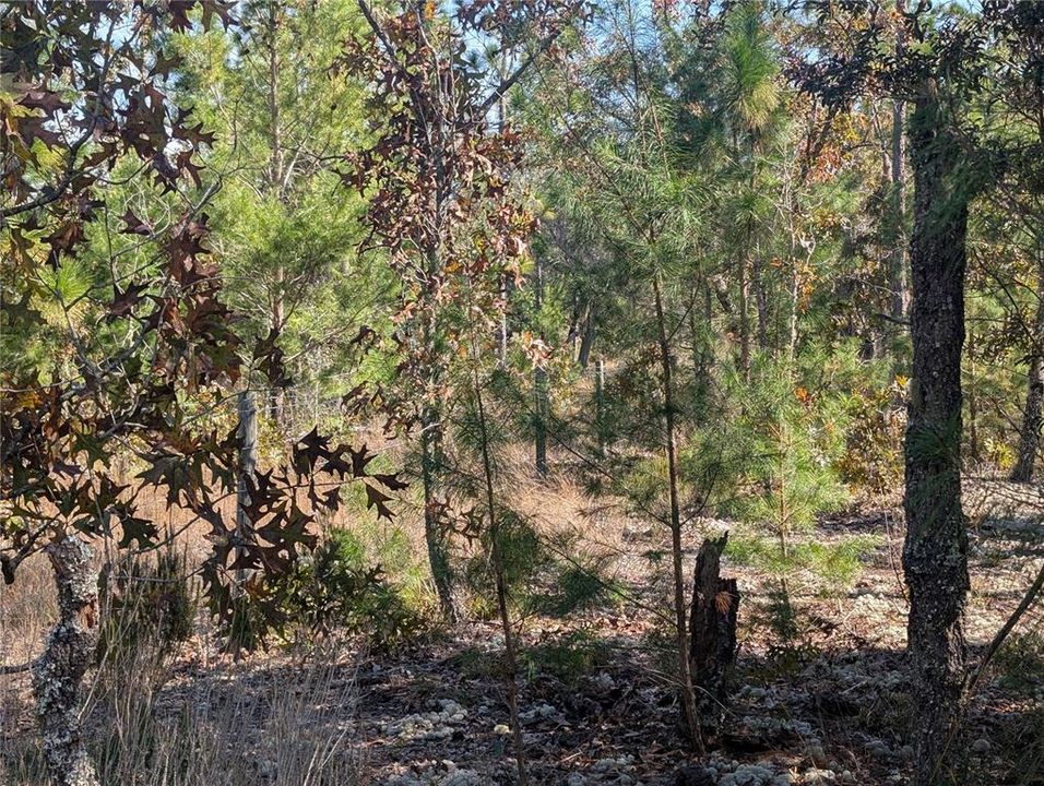 待售: $39,900 (2.35 acres)