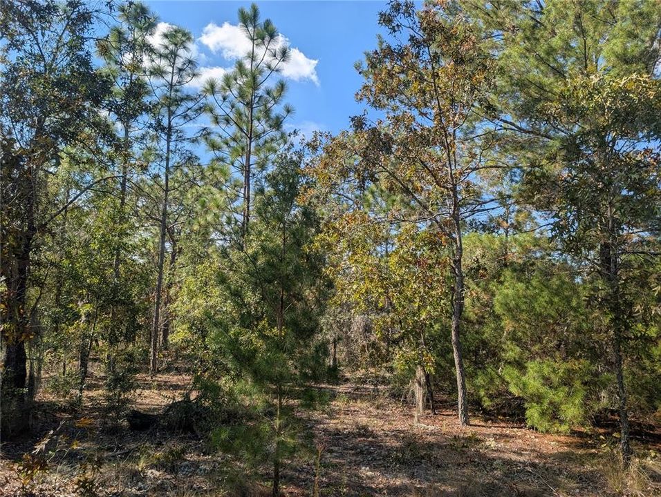 待售: $39,900 (2.35 acres)