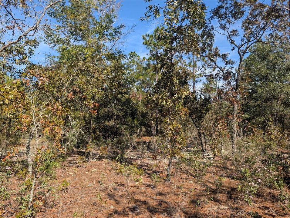 待售: $39,900 (2.35 acres)