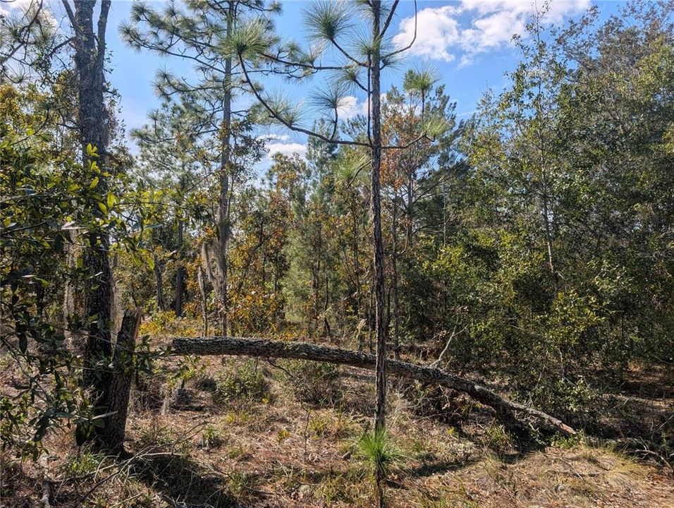 待售: $39,900 (2.35 acres)