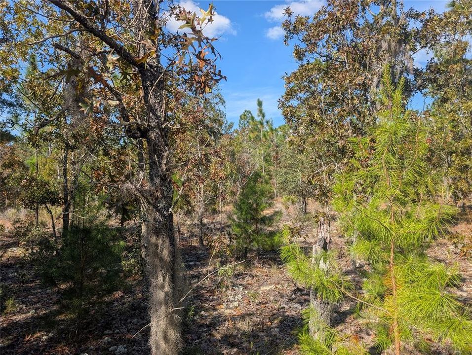 待售: $39,900 (2.35 acres)