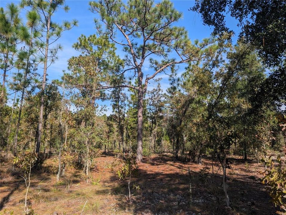 待售: $39,900 (2.35 acres)