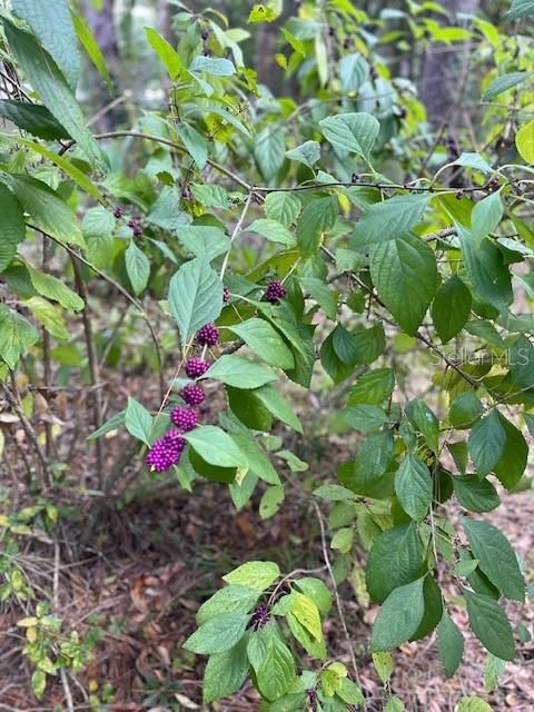 Activo con contrato: $279,900 (3 camas, 2 baños, 1512 Pies cuadrados)