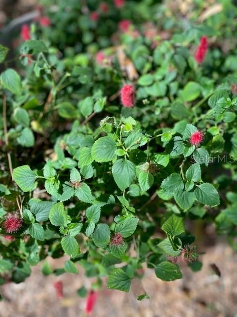 Activo con contrato: $279,900 (3 camas, 2 baños, 1512 Pies cuadrados)