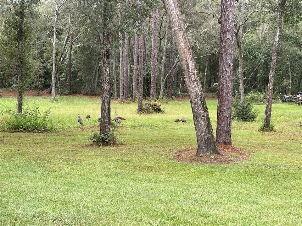 For Sale: $375,000 (9.99 acres)