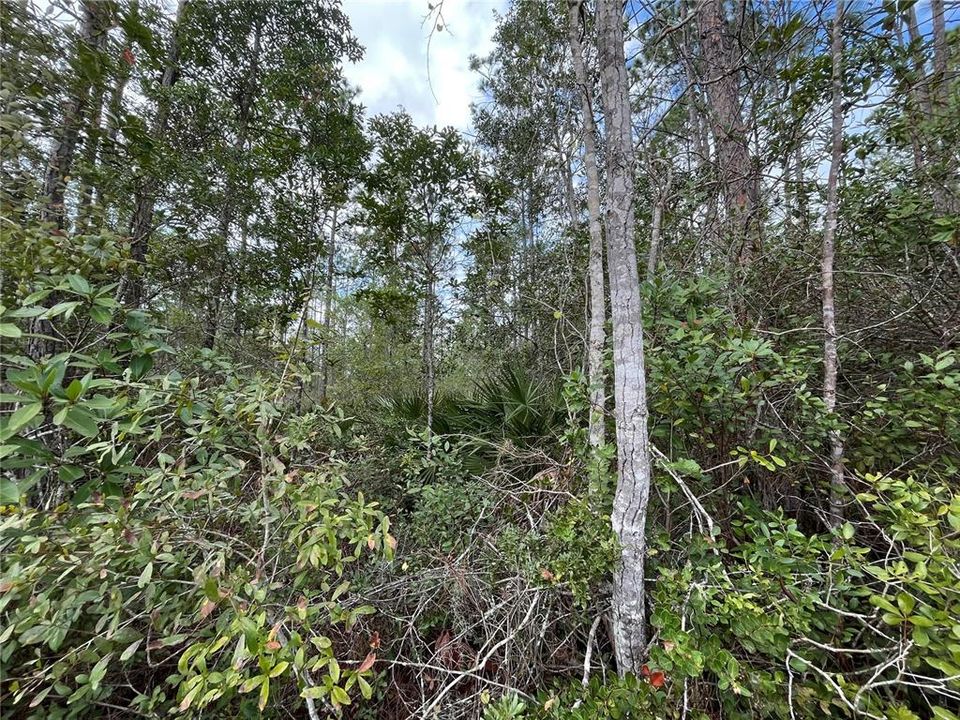 待售: $8,100 (0.22 acres)