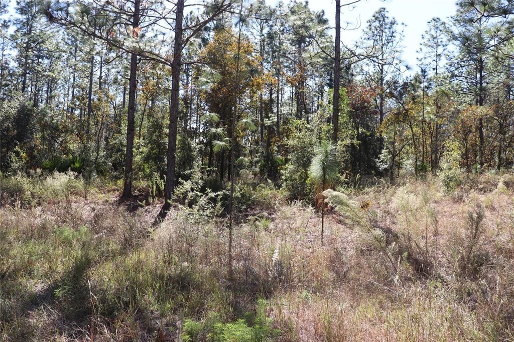 待售: $79,000 (1.40 acres)