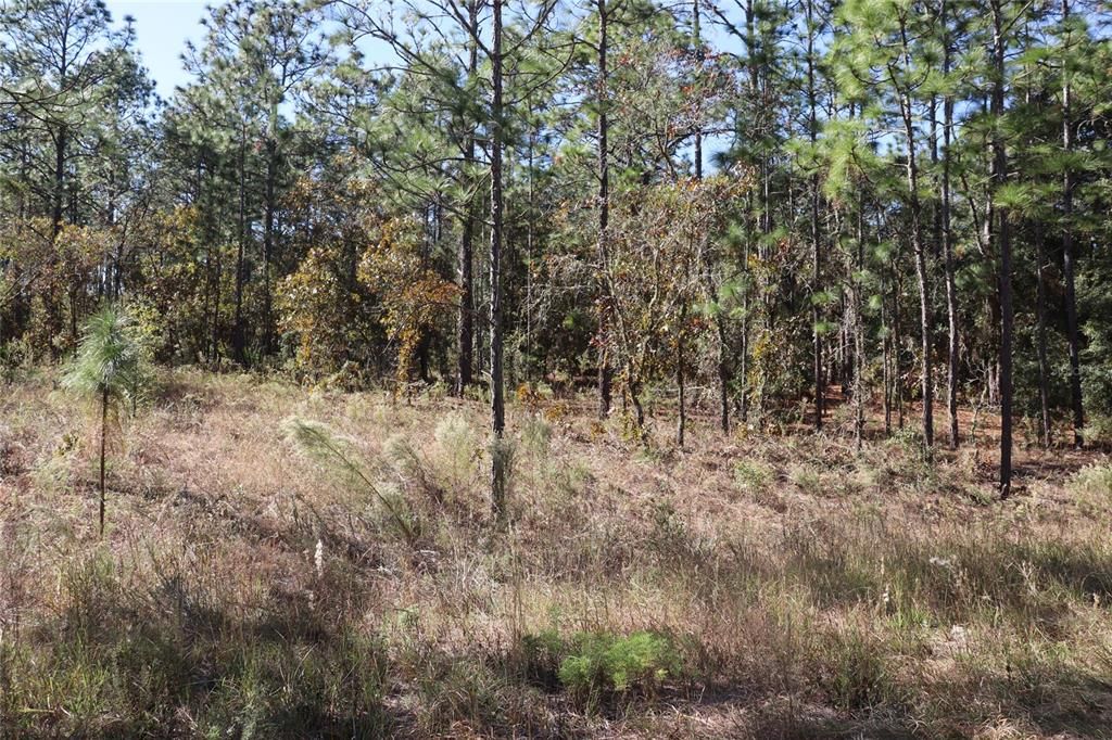 待售: $79,000 (1.40 acres)