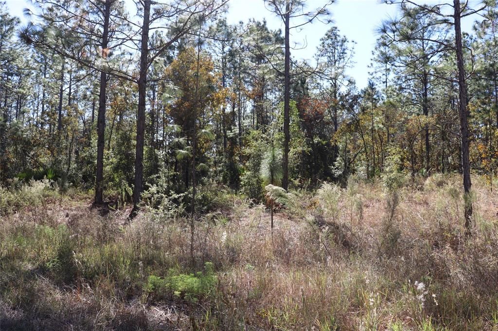 待售: $79,000 (1.40 acres)