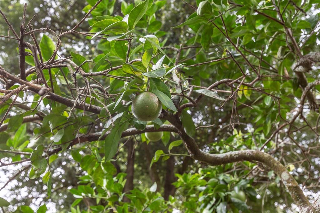 待售: $249,000 (2 贝兹, 1 浴室, 1226 平方英尺)