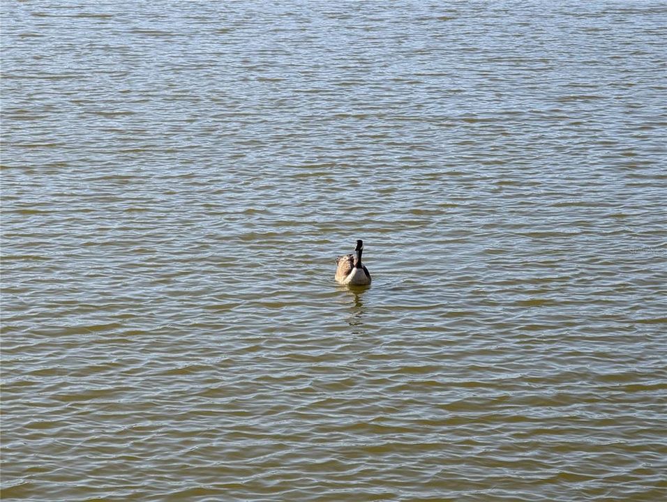 合同活跃: $60,000 (2 贝兹, 1 浴室, 1040 平方英尺)