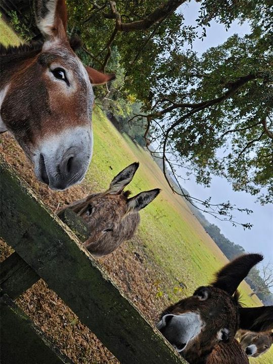 待售: $379,000 (3 贝兹, 2 浴室, 1527 平方英尺)