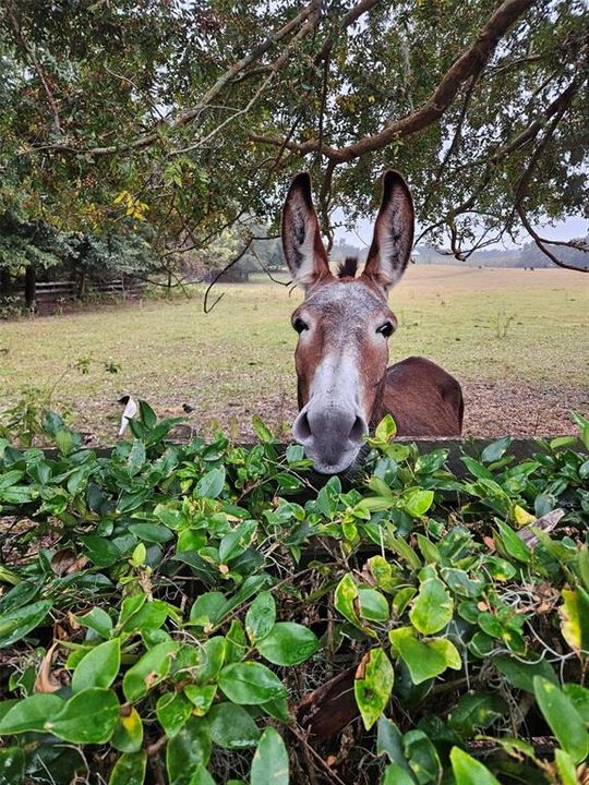 待售: $379,000 (3 贝兹, 2 浴室, 1527 平方英尺)