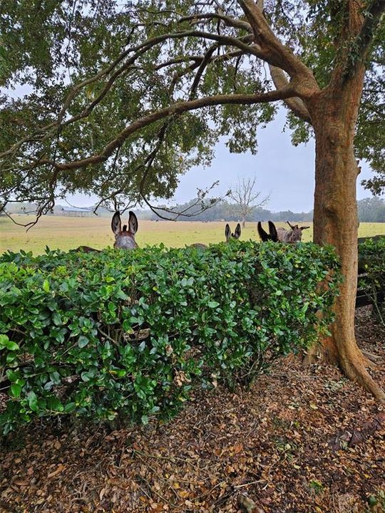 待售: $379,000 (3 贝兹, 2 浴室, 1527 平方英尺)