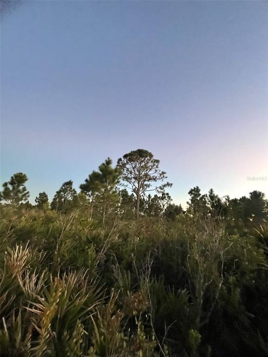 En Venta: $30,000 (1.25 acres)