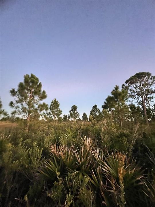 En Venta: $30,000 (1.25 acres)