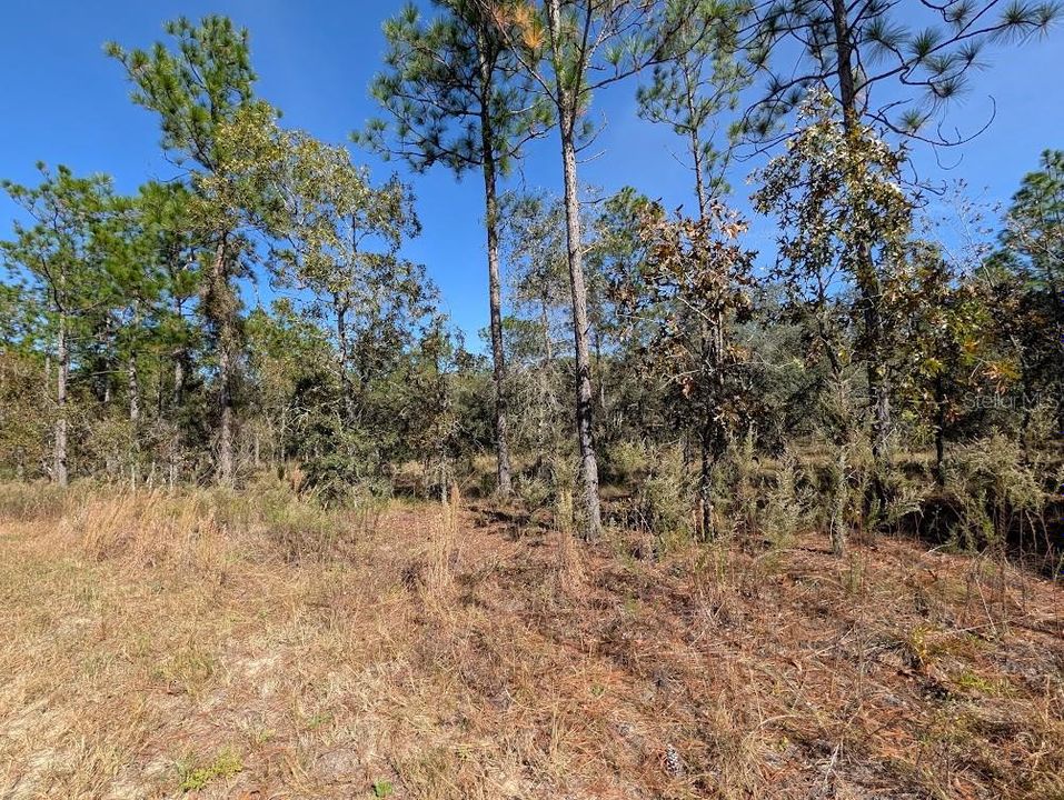 待售: $24,900 (0.99 acres)