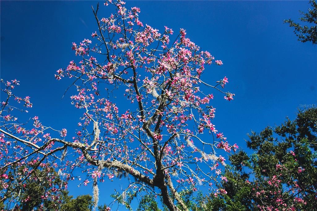 For Sale: $250,000 (4 beds, 2 baths, 2420 Square Feet)