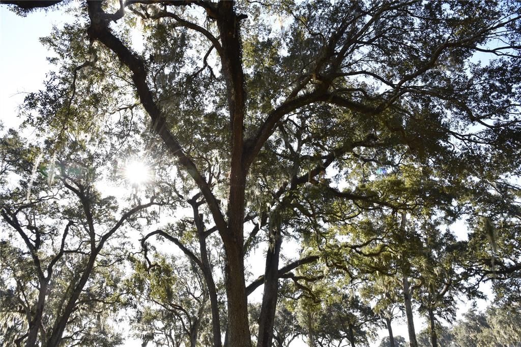 For Sale: $724,900 (16.81 acres)