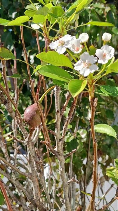 待售: $449,900 (4 贝兹, 2 浴室, 2423 平方英尺)