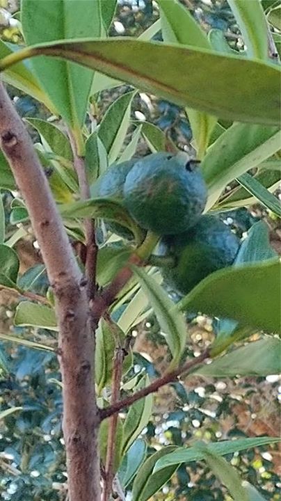 待售: $449,900 (4 贝兹, 2 浴室, 2423 平方英尺)