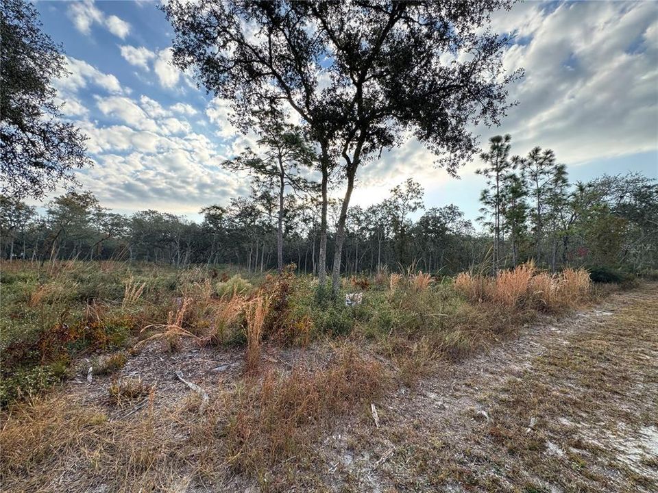 На продажу: $40,000 (1.25 acres)