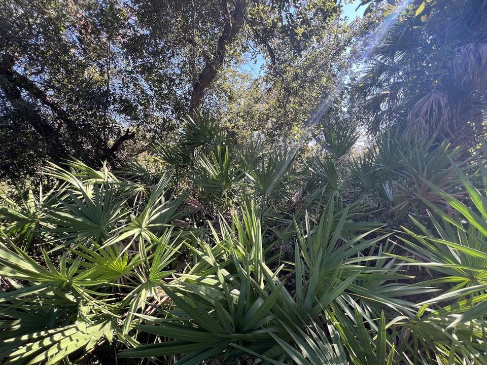 На продажу: $24,000 (0.21 acres)