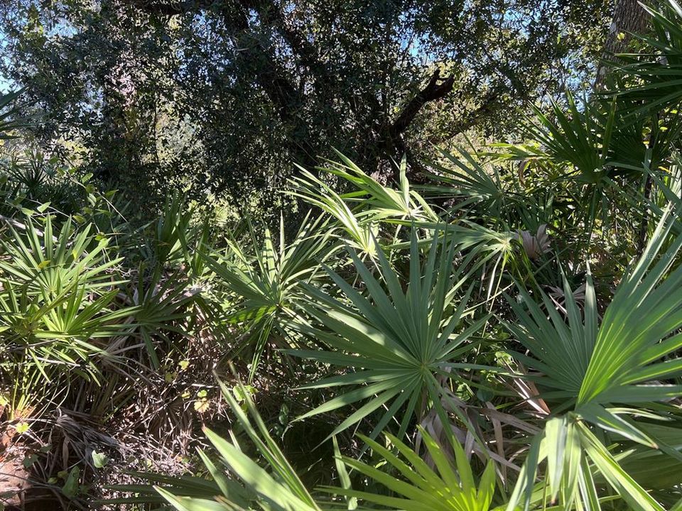 На продажу: $24,000 (0.21 acres)