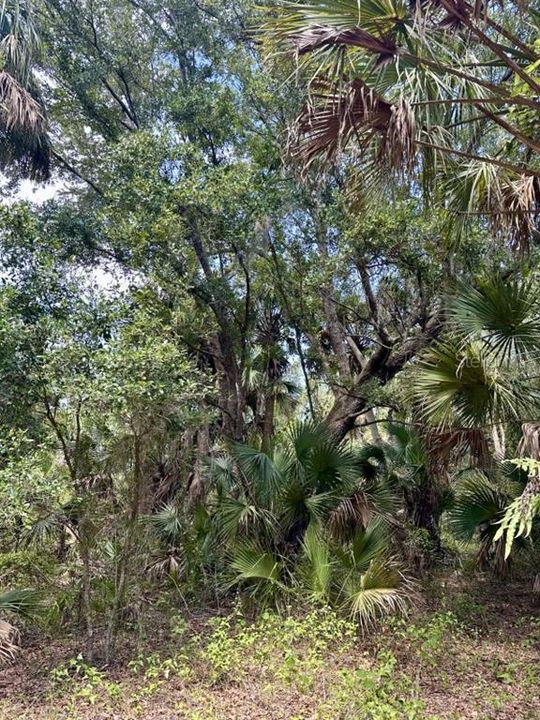 For Sale: $349,000 (20.50 acres)