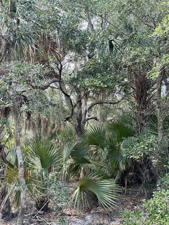 For Sale: $349,000 (20.50 acres)