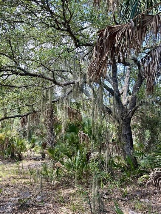 For Sale: $349,000 (20.50 acres)