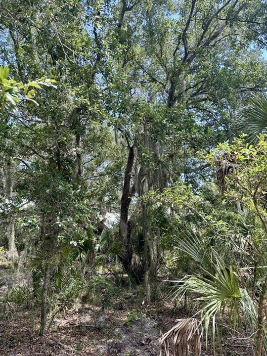 For Sale: $349,000 (20.50 acres)