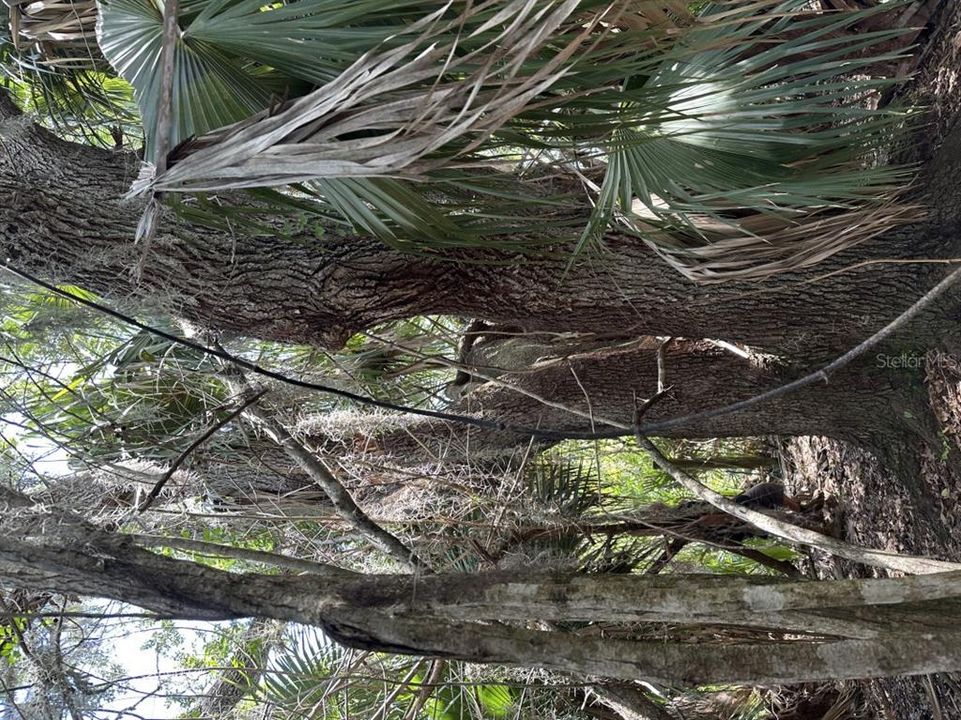 For Sale: $349,000 (20.50 acres)