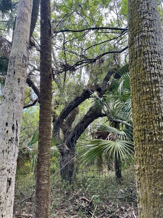 For Sale: $349,000 (20.50 acres)