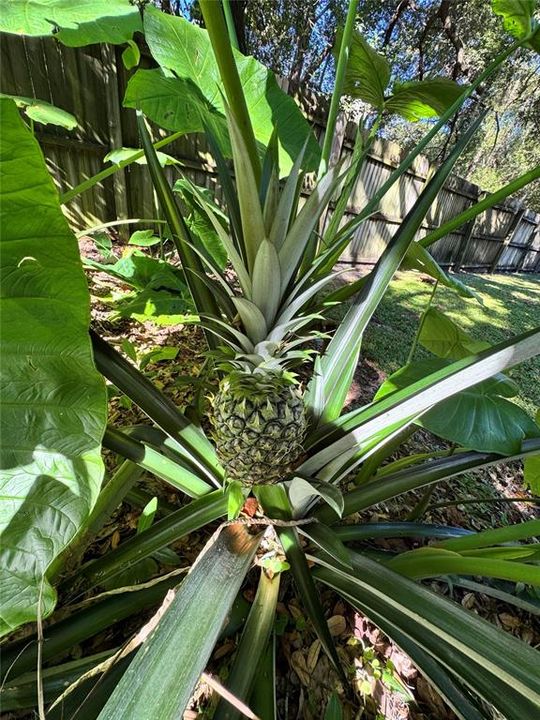 待售: $539,900 (3 贝兹, 2 浴室, 2596 平方英尺)