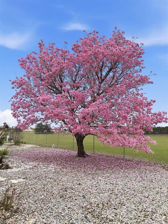 En Venta: $229,000 (2 camas, 2 baños, 1248 Pies cuadrados)